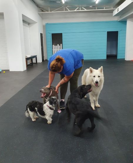 choosing a doggy day care dog to human ratio