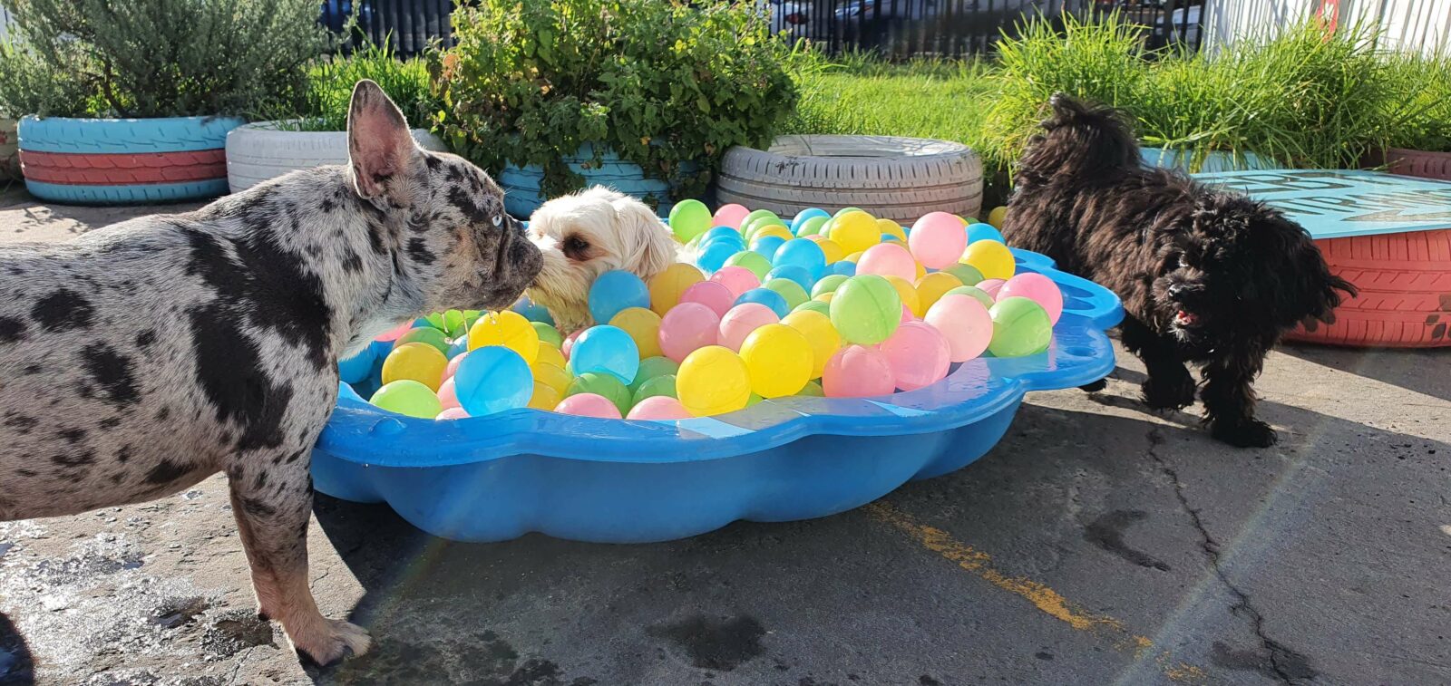 Little dogs playing in shell-pool with colourful balls