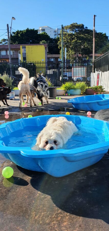 Dog in shell pool with dogs playing behind