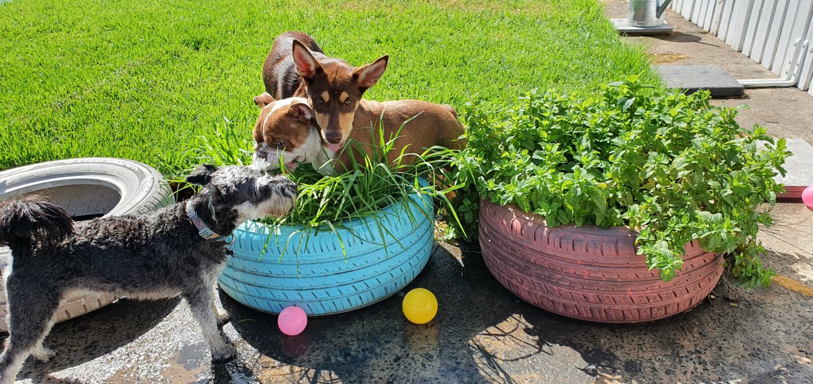 Kelpie, Bulldog, Schnauzer in garden