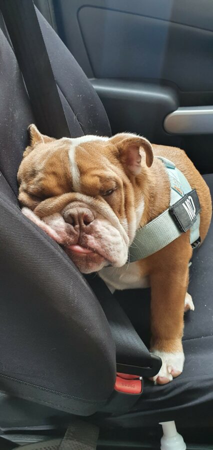 Tired bulldog in car