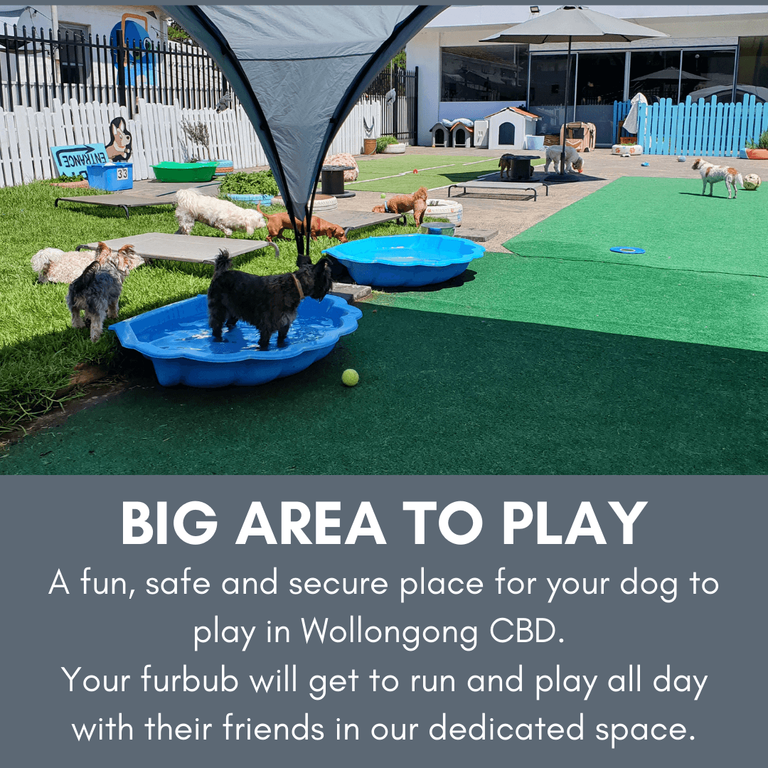 BIG AREA TO PLAY (1)
